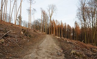 Die abgestorbenen Fichten auf dem Storkenberg/Knüll zeigen eindringlich die Wassernot der Bäume. - Rolf Uhlemeier