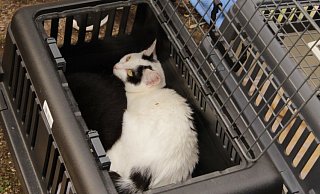 Manche Katzen flitzen wie Raketen aus der Box. Andere lassen sich nur durch vorsichtiges Schütteln zurück in ihr Revier bringen. - Melanie Wigger