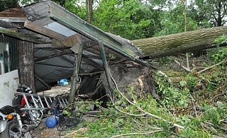 Eine der mächtigen Pappeln stürzte beim Sturm am 29. Mai auf diesen Schuppen und zerstörte ihn. - Foto: Detlef Hans Serowy