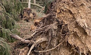Der Sturm hat eine breite und über 200 Meter lange Schneise im Landesforst im Hesseltal in den Altholzbestand betrieben. Mehrere Dutzend alte Fichten und Eichen blieben auf der Strecke. - Herbert Gontek