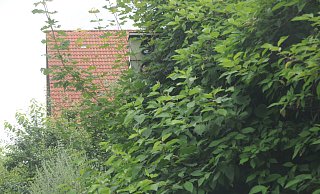 Suchbild: Auch solche Dinge wie ein zugewachsener Starenkasten wären eine Meldung im Rathaus wert. Diesen an der Engerstraße hat am Ende Straßen.NRW freigeschnitten, die Stadt war nicht zuständig. - Anja Hanneforth