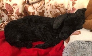 Pudeldame Luisa mag es kuschelig. - Tierheim Gütersloh