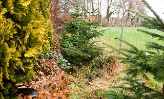 Dort, wo bis vor einigen Tagen eine Tanne stand, klafft jetzt ein Loch am Alten Salzweg in Versmold. - Andre Schneider