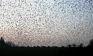 Unser Themenbild zeigt eine Bergfinken-Invasion in Österreich. Auch am Rande Borgholzhausens war ein großer Schwarm unterwegs. - gemeinfrei