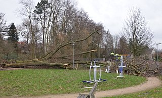 Das Bild vom 22. Februar zeigt Bäume im Generationenpark, die ein Sturm entwurzelt hat. Doch die Gründe, warum immer mehr Bäume im Innenstadtbereich absterben, sind vielfältig. Man kann sie allerdings auch unter "Folgen des Klimawandels" zusammenfassen, - Andreas Großpietsch