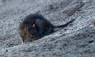 Seit mehreren Wochen fühlt sich ein Anwohner in Loxten von Ratten in seinem Garten belästigt. Als Verursacher hat er einen Nachbarn ausgemacht, dessen Grundstück zugemüllt sei. Die Stadt versucht zu klären. - Symbolfoto CCO Pixabay