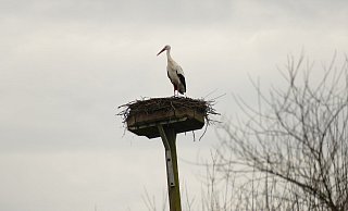 Früher Gast: Ende vergangener Woche thronte der erste Storch auf dem Horst im Bruch. Da war von Schnee noch keine Spur. - Bernhard Walter