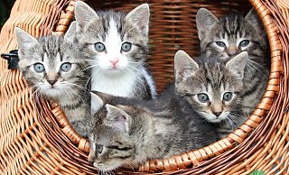Symbolbild - CC0 Pixabay