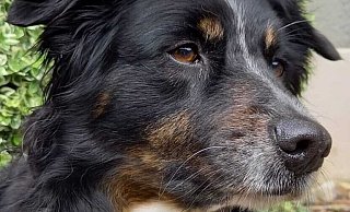 So ist es richtig: Wie Hündin Sadie von familie Schröder sind aktuell 737 weitere Hunde bei der Stadt Werther angemeldet und tragen eine Steuermarke. Foto: Susanne Schröder - Susanne Schröder