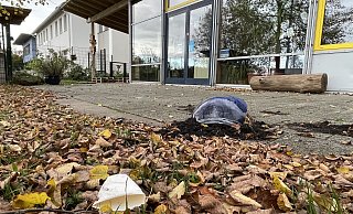 Ein Pflanztopf wurde zerstört. Scherben und Pappbecher auf der Terrasse des Jugendzentrums zeugen ebenso von dem abendlichen Treffen, das offenbar ausgeartet ist. - Tasja Klusmeyer