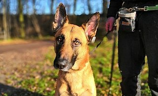 Prinz hat es geschafft. Der Rüde hat nun ein richtiges Zuhause. Sein Vorbesitzer hatte den Hund mehrfach im Netz angeboten – bis das Tierheim einschritt. Foto: Tierheim Gütersloh - Tierheim Gt