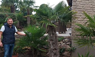 In seinem Garten an der Ravensberger Straße in Borgholzhausen hat Daniel Rother vor allem Chinesische Hanfpalmen. - Claus Meyer