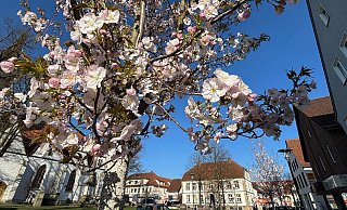Passend zum Veranstaltungs-Wochenende sind die Kirschblüten in Versmold in ihrer vollen Pracht erblüht. - Tasja Klusmeyer