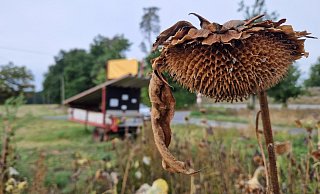 Der trockene Sommer hat auch auf dem Feldern mit Blumen zum Selbstschneiden seine Spuren hinterlassen. - Uwe Pollmeier