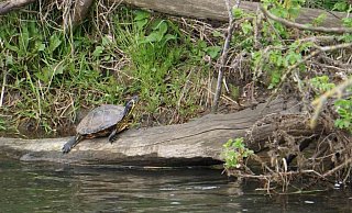 Die Gelbwangenschildkröte sitzt häufig auf diesem Baumstamm an der Hessel. - Ingo Hanke