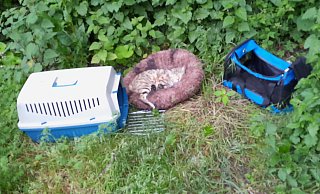 Diese Katzenmutter mit ihren beiden Babys wurde am Sonntagmorgen am Rande eines Wanderparkplatzes entdeckt. - Stadt Halle