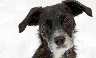 1.800 Hunde sind aktuell in Steinhagen gemeldet. Sie kosten künftig mehr Geld und müssen den digitalen Hunde-Perso besitzen. - Pixabay