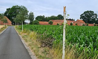 Einfach abgebrochen: Die Krone eines Mehlbeerbaumes auf der Kirchhoff-Allee fiel der Hitze zum Opfer. - Marc Uthmann