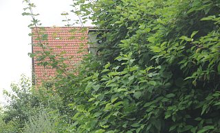 Ob der Starenkasten an der Engerstraße wohl noch einsatzbereit ist? Technisch womöglich schon, brauchbare Bilder von Verkehrssündern dürfte er aber kaum liefern. Foto: Anja Hanneforth - Anja Hanneforth, HK