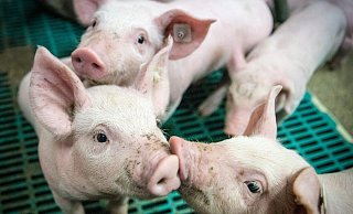 Gemeindliches Einvernehmen erteilt: In Häger wird ein landwirtschaftlicher Betrieb, der unter anderem Ferkel aufzieht, für mehr Tierwohl umgebaut. Foto: Pixabay - Pixabay