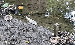An verschiedenen Stellen liegen im Stadtpark tote Fisch am Aabach. Was ist der Grund dafür? - Tasja Klusmeyer, HK