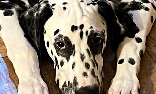 Mit diesem Foto sucht die Bielefelder Familie nach Loki. Der einjährige Dalmatiner-Rüde wird seit dem Silvesterabend schmerzlich vermisst. Eine Steinhagenerin Such-Expertin ist eingeschaltet. - Privat