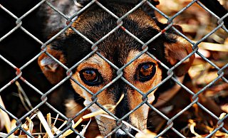 Ein Dackel-Mix wartet im Tierheim auf ein neues Herrchen oder Frauchen. - Alexa/Pixabay