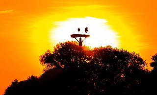Störche im Sonnenuntergang: Das Vogelnest ist wohl eines der meist fotografierten Objekte in Versmold. An einem lauen Sommerabend geht die Sonne im Rücken der Tiere unter. Solche Bilder werden - gutes Wetter vorausgesetzt - auch in diesem Jahr wieder möglich sein. - Andre Schneider