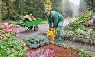 So sieht ein klar strukturiertes Grab aus: Links eine Hortensie (sollte heute nicht mehr gepflanzt werden), daneben klassische Heidepflanzen (vorne) und ein immergrüner Wacholder (hinten). Rechts neben dem Grabstein wurde eine Hochstammrose gepflanzt. Umrandet ist das Minibeet von Bodendeckern. - Moritz Trinsch