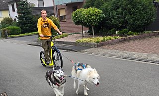 Die Schlittenhunden Joko und Yuka lieben es, mit hohem Tempo loszurennen und den Scooter zu ziehen. Auf Asphalt lässt Dennis Harbecke die beiden nur ausnahmsweise fürs Foto rennen, ansonsten zieht das Trio nur auf weichem Boden los. - Silke Derkum-Homburg