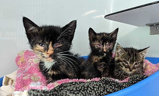 Das Tierheim Bielefeld muss zurzeit viele kranke und verwahrloste Katzenkinder versorgen. Die Kleinen kommen oft in desolatem Zustand zu den Tierschützern. - Tierheim Bielefeld