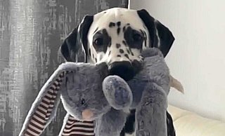 Mit diesem Foto sucht die Bielefelder Familie nach Loki. Der einjährige Dalmatiner-Rüde wird seit dem Silvesterabend schmerzlich vermisst. Eine Steinhagenerin Such-Expertin ist eingeschaltet. - privat