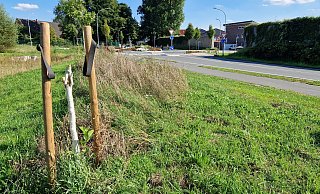 Dieser Baum an der Ecke Künsebecker Weg/Schloerstraße wurde vom Bauhof bereits entfernt. - Uwe Pollmeier