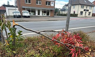 Der Baumfrevler hat möglicherweise Anfang November auch an der Alleestraße zugeschlagen. Dies wäre der erste Vorfall außerhalb des bisherigen Gebiets. - Heiko Kaiser