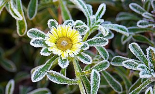 Vor allem für Sommerblüher und Nutzpflanzen kann später Frost oder Reif zum Problem werden. Wird’s tatsächlich noch eimal frostig, sollten Gartenbesitzer und Balkonliebhaber reagieren. Symbolfoto: CCO Pixabay - Symbolfoto CCO Pixabay