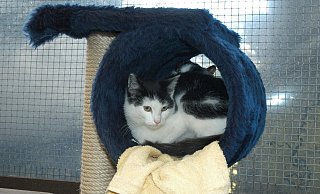Im Katzenhaus von Martina Auhage wurden schon viele Fundkatzen untergebracht und von dort in ein neues Zuhause vermittelt. Die Versmolderin ist ehrenamtlich für den Bielefelder Tierschutz tätig. Doch die Kooperation mit der Stadt endet nun. - Archivfoto Tasja Klusmeyer