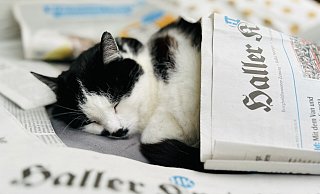 Gestatten: Motte. Motte hat sich vor 15 Jahren vor unsere Tür gesetzt – gekommen, um zu bleiben. - Nicole Donath