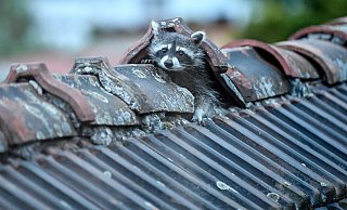 Der Waschbär dringt immer mehr in den Lebensraum der Menschen ein. Auch im Versmolder Bruch sorgt er für Probleme. Tierschützer schlagen Alarm. - dpa