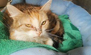 Verängstigt, krank und ausgehungert: So fanden Tierschützer jetzt in Melle zahlreiche Katzen in einer kleinen Wohnung vor. - Tierhilfe Melle
