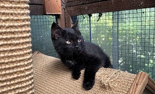 Eine Katzenmutter und ihre drei Welpen wurden am Campingplatz zurückgelassen. Im Katzenhaus bei Martina Auhage sind sie momentan untergebracht. Das Muttertier erholt sich von der Kastration, die auf Kosten des Tierschutzvereins vorgenommen wurde. - Tasja Klusmeyer