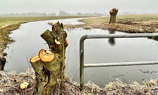 Das Versmolder Bruch hat zuletzt einen Kahlschlag erlebt. Experte Bernhard Walter erklärt, warum das ökologisch Sinn gemacht hat. - Tasja Klusmeyer