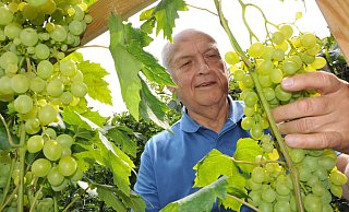 Horst Spille baut in seinem Garten in Steinhagen-Brockhagen Tafeltrauben an. Aktuell sind es so um die 50 verschiedene Sorten. - Frank Jasper