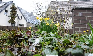 Frost und Schnee rücken den gerade aufgeblühten Pflanzen im Garten zu Leibe. - Marc Uthmann