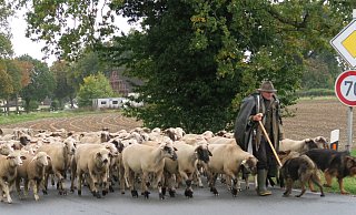 Schafe queren in Borgholzhausen die Fahrbahn auf ihrem Weg von Wellingholzhausen nach Ostbarthausen. - Alexander Heim