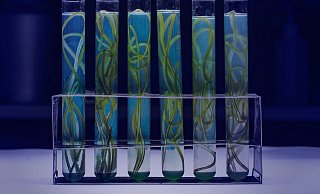 Liegt in Wurst aus dem Labor die Zukunft? Die Sparte "The Cultivated B" forscht in dem Bereich, entwickelt Technologien - und bringt nun das Zulassungsverfahren für ein erstes Produkt auf den Weg. - TCB
