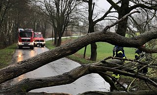 Der Sturm warf am Sonntag einen Baum um. Der riss eine Telefonleitung mit sich und blockierte die Dammstraße. - Feuerwehr