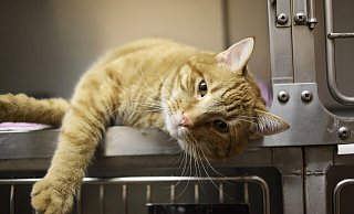 Katzen müssen in Werther jetzt kastriert werden. Sonst drohen Strafen für die Halter. - Pixabay