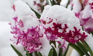 Der Wintereinbruch hat die Planungen in Halle durcheinander gebracht. - CC0 Pixabay