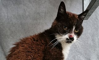 Sucht ein neues Zuhause: Katzendame Tiffy. - Tierheim GT