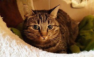 Das ist Mia. - Tierheim Gütersloh